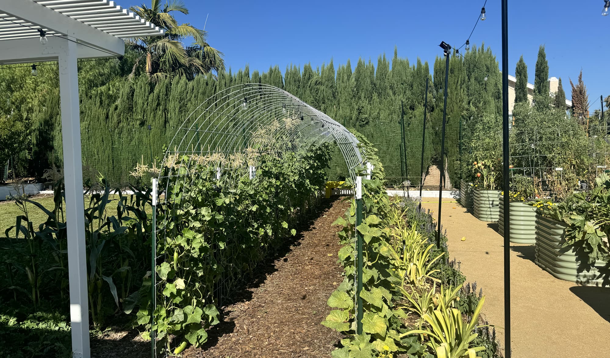 Garden beds and cucumber trellis